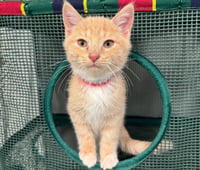 Syrup (formerly Justice) - Photo 1
