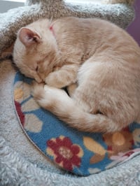 Syrup (formerly Justice) - Photo 2
