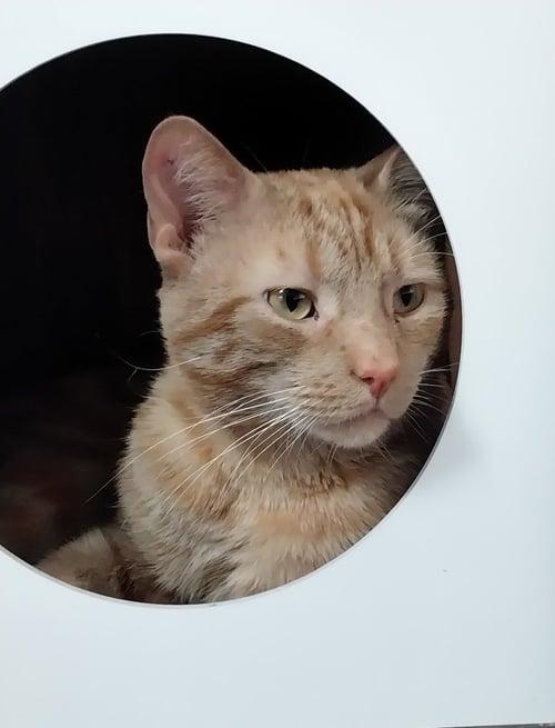 NADO * IN FOSTER * - Domestic Short Hair available for adoption