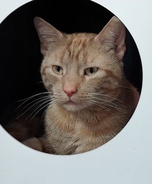 NADO * IN FOSTER * - Domestic Short Hair available for adoption