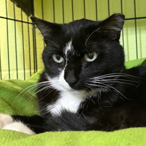 BINKIE - Domestic Short Hair available for adoption