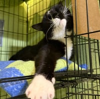 Binkie - Photo 4