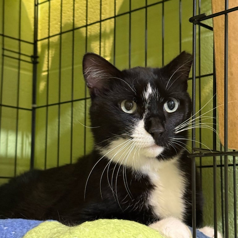 Binkie Image