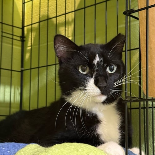 BINKIE - Domestic Short Hair available for adoption