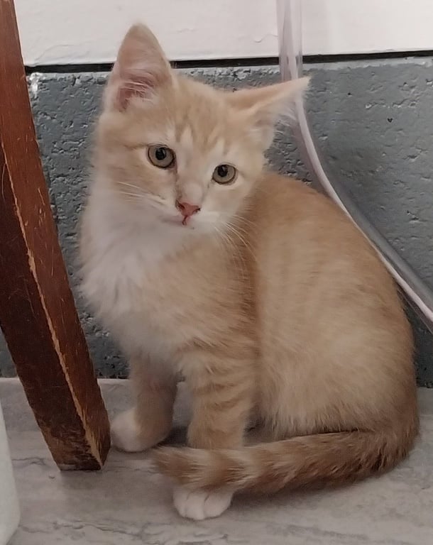 Greek Hero * IN FOSTER * Image