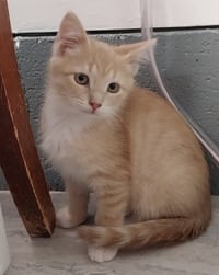 Greek Hero * IN FOSTER * - Photo 1