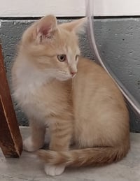 Greek Hero * IN FOSTER * - Photo 2