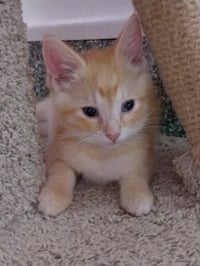 Marty *IN FOSTER* - Photo 1