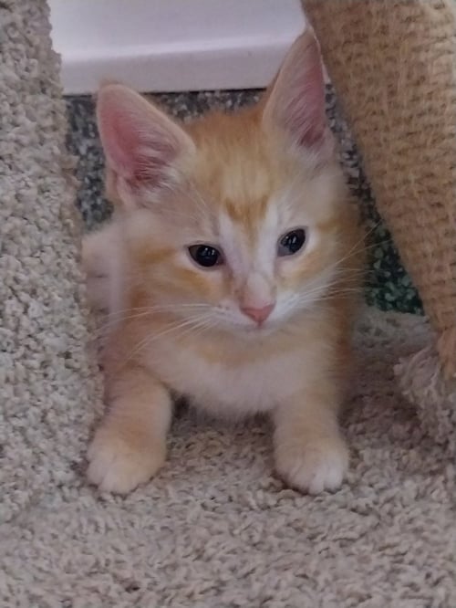 MARTY *IN FOSTER* - Domestic Short Hair available for adoption