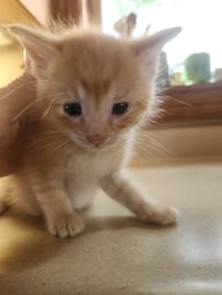 Marty *IN FOSTER* - Photo 2