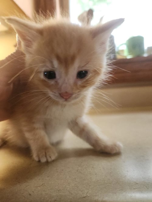 MARTY *IN FOSTER* - Domestic Short Hair available for adoption