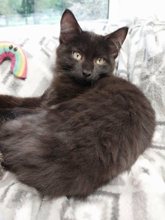 Spartacus * IN FOSTER * Image