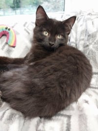 Spartacus * IN FOSTER * - Photo 1