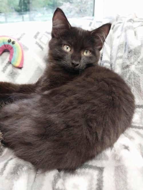 SPARTACUS * IN FOSTER * - Domestic Short Hair available for adoption