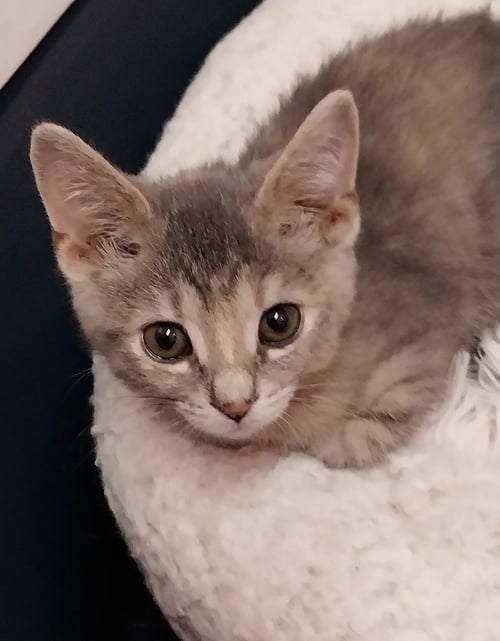 ANNIE OAKLEY * IN FOSTER *