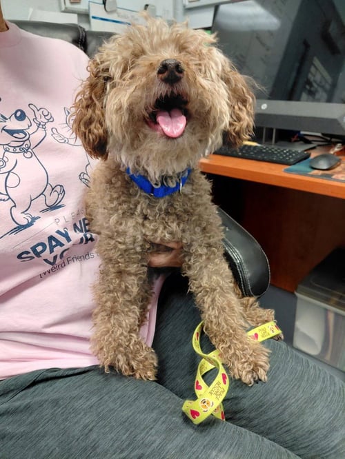 CURLY ( WAS SQUEAK) - Poodle (unknown type) available for adoption