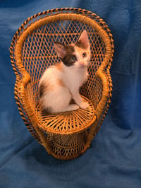 Bloomie *IN FOSTER* - Photo 1