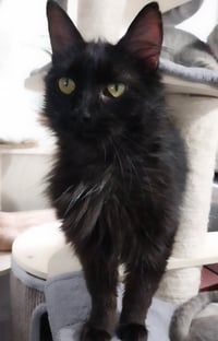 Roxanne *IN FOSTER* - Photo 4