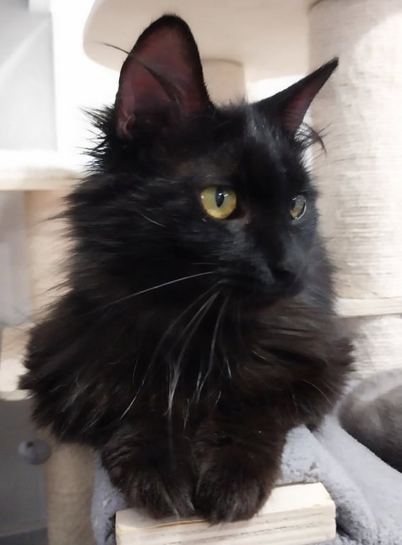 Roxanne *IN FOSTER* Image