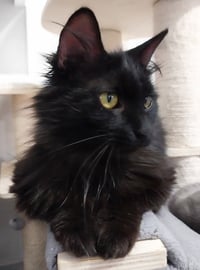 Roxanne *IN FOSTER* - Photo 1