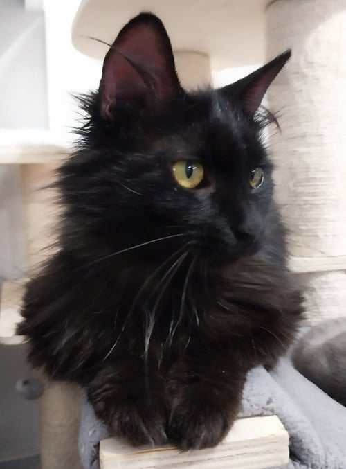ROXANNE *IN FOSTER* - Domestic Medium Hair available for adoption