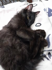 Roxanne *IN FOSTER* - Photo 3