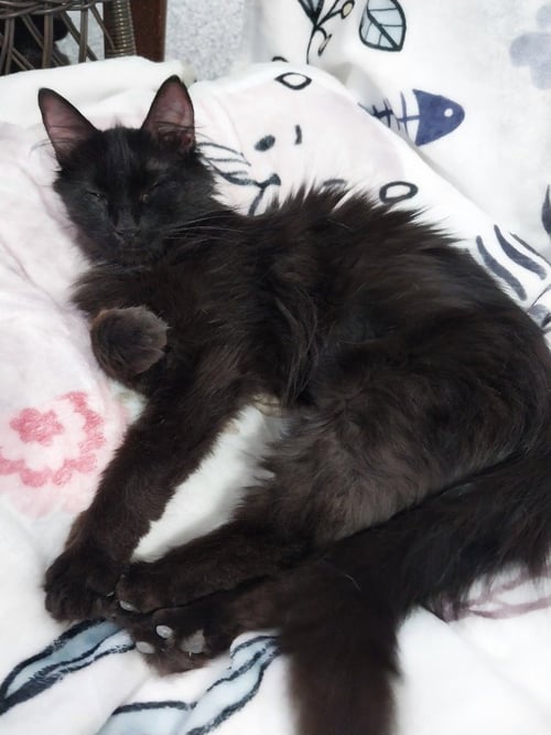 ROXANNE *IN FOSTER* - Domestic Medium Hair available for adoption