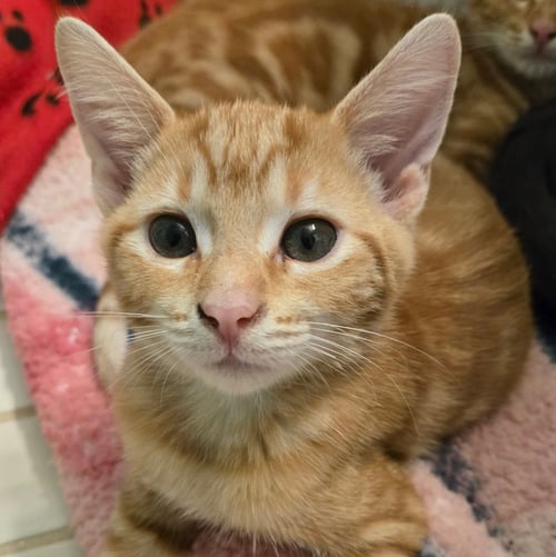 FUSSEL - Domestic Short Hair available for adoption
