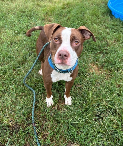 LYRA - Terrier / Boxer available for adoption