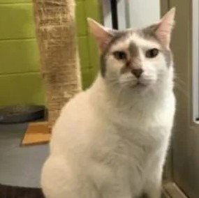 ELVIS - IN A FOSTER HOME! - Domestic Short Hair available for adoption