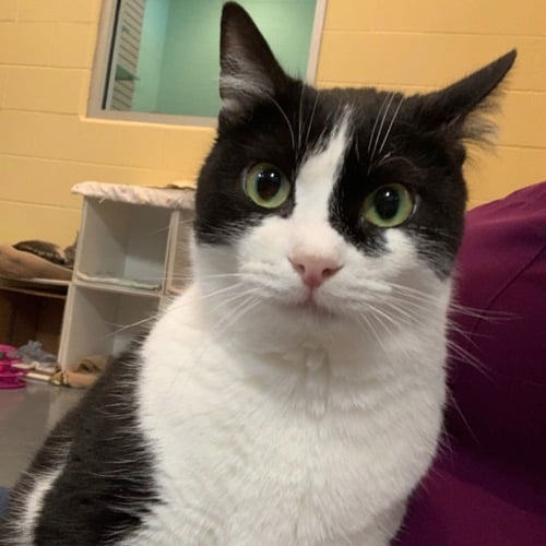MARION RAVENWOOD - Domestic Short Hair available for adoption