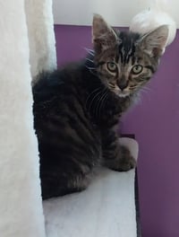 Summer Shandy * IN FOSTER * - Photo 1