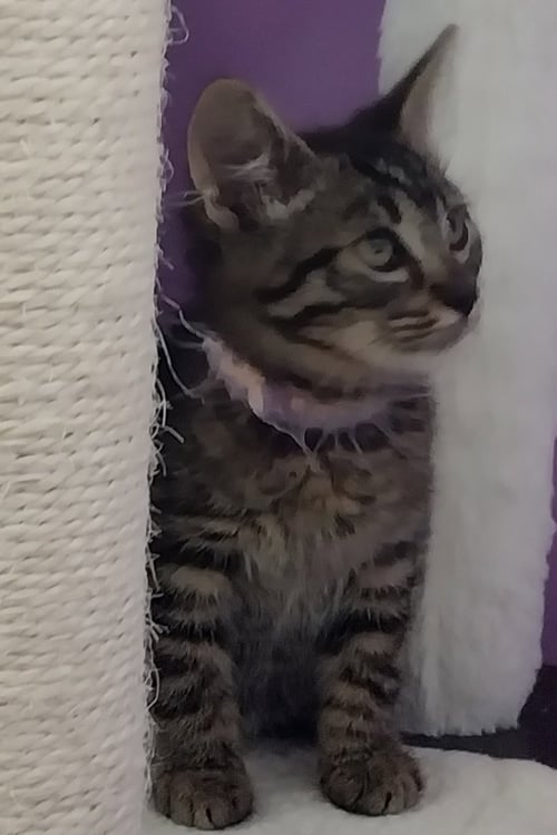 SUMMER SHANDY * IN FOSTER * - Domestic Short Hair available for adoption