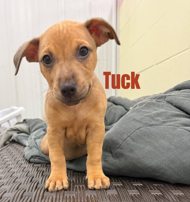 Tuck- in a foster home Image