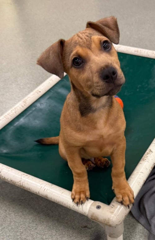 Tuck- in a foster home Image