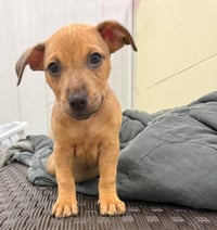 Tuck- in a foster home - Photo 2