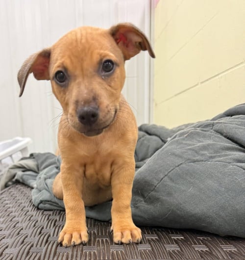 TUCK- IN A FOSTER HOME - Terrier / Hound available for adoption