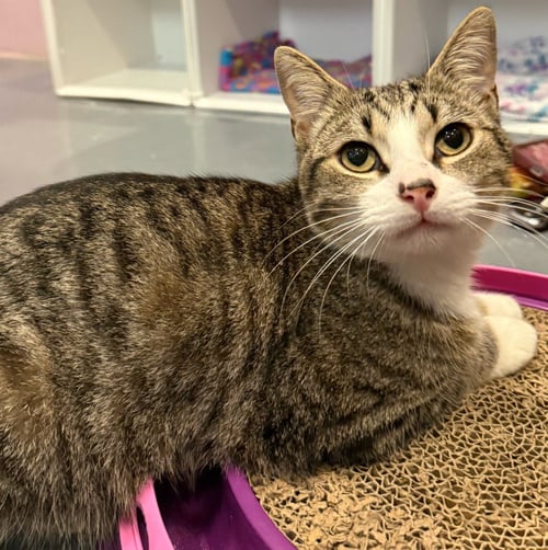 FERNANDO - Domestic Short Hair available for adoption