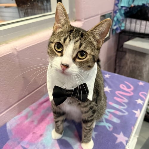 FERNANDO - Domestic Short Hair available for adoption
