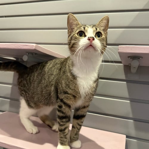 FERNANDO - Domestic Short Hair available for adoption