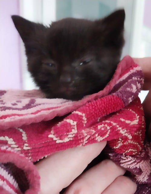 PEABODY * IN FOSTER * - Domestic Short Hair available for adoption