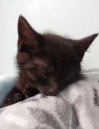 Peabody * IN FOSTER * - Photo 2
