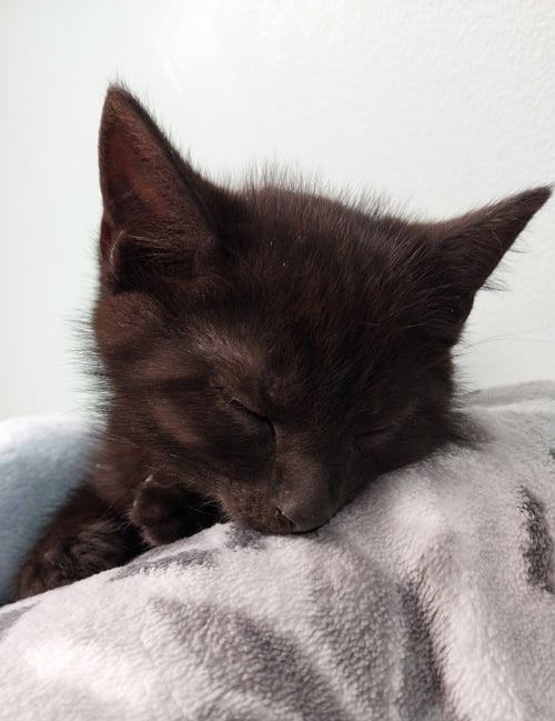 PEABODY * IN FOSTER * - Domestic Short Hair available for adoption