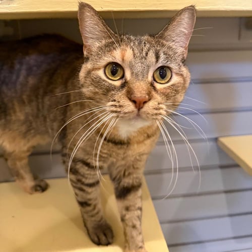 SWEETIE PIE - Domestic Short Hair available for adoption
