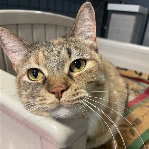 SWEETIE PIE - Domestic Short Hair available for adoption