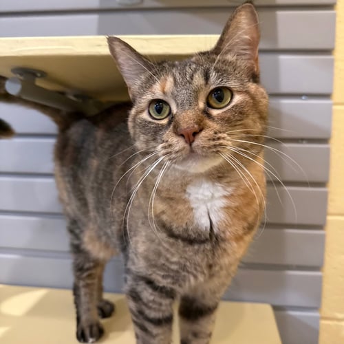 SWEETIE PIE - Domestic Short Hair available for adoption