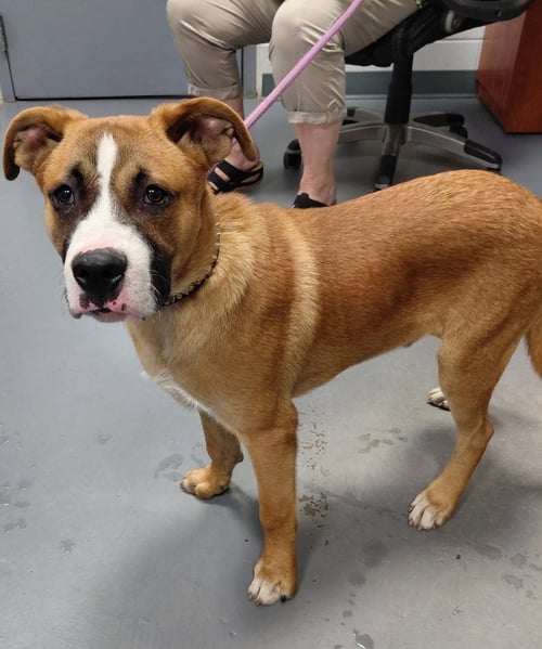 LARS-PENDING ADOPTION