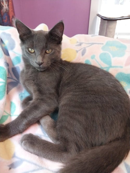 SMOKY JOE * IN FOSTER * - Domestic Short Hair available for adoption