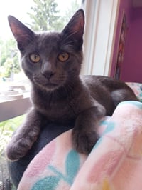 Smoky Joe * IN FOSTER * - Photo 1
