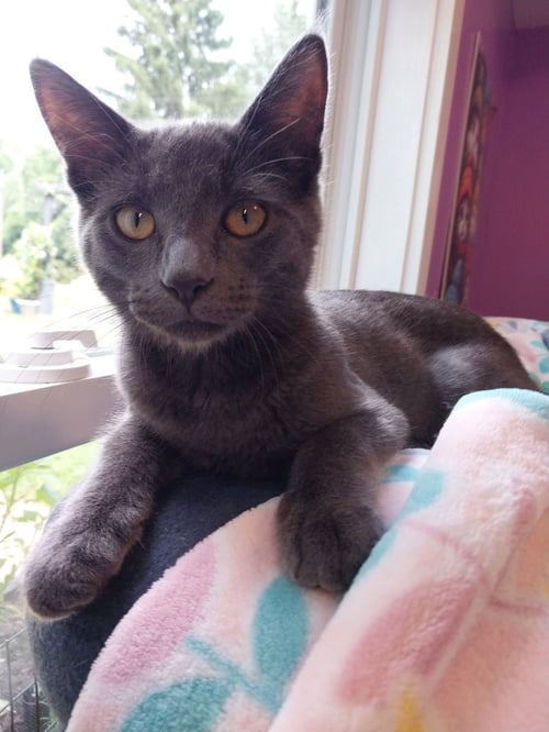 SMOKY JOE * IN FOSTER * - Domestic Short Hair available for adoption